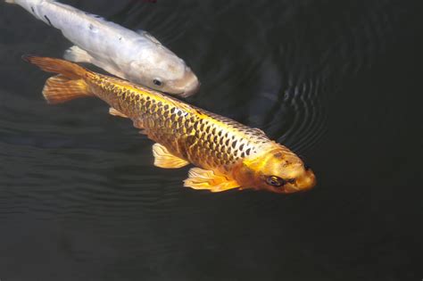 鯉魚意思|锦鲤